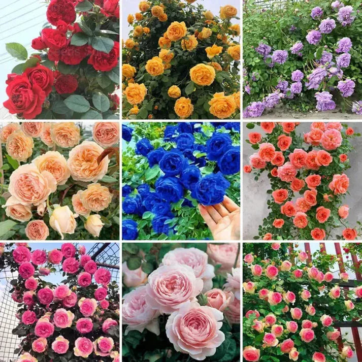 Rare Colour Climbing Rose Seeds