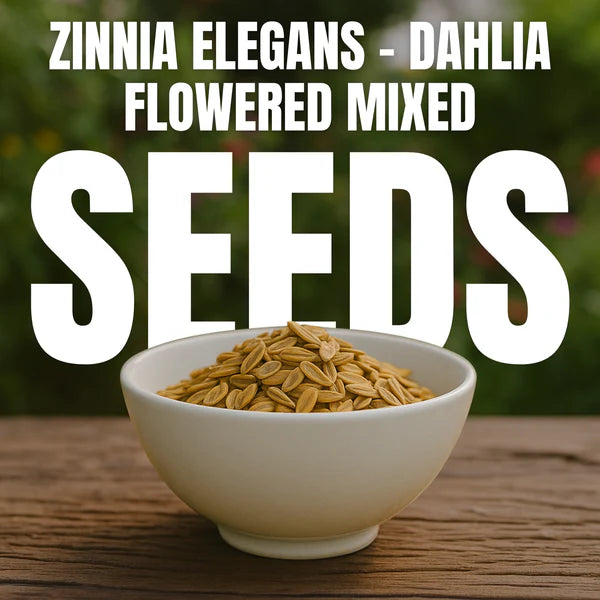 Zinnia Mix Flower Seeds with Free Plant Growth Booster