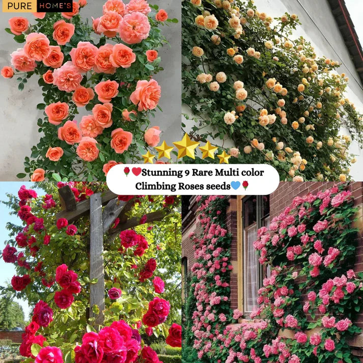 Rare Colour Climbing Rose Seeds