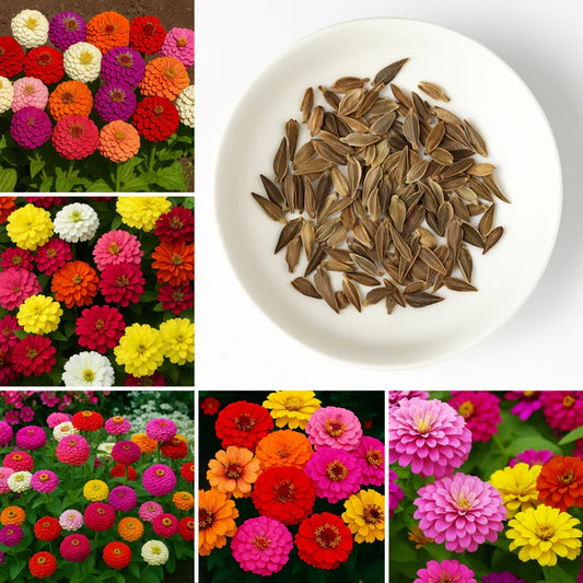 Zinnia Mix Flower Seeds with Free Plant Growth Booster
