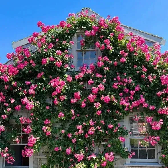 Rare Colour Climbing Rose Seeds