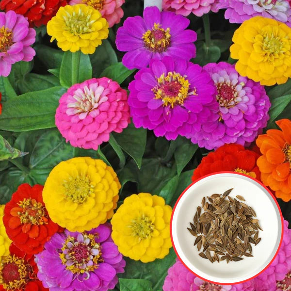 Zinnia Mix Flower Seeds with Free Plant Growth Booster