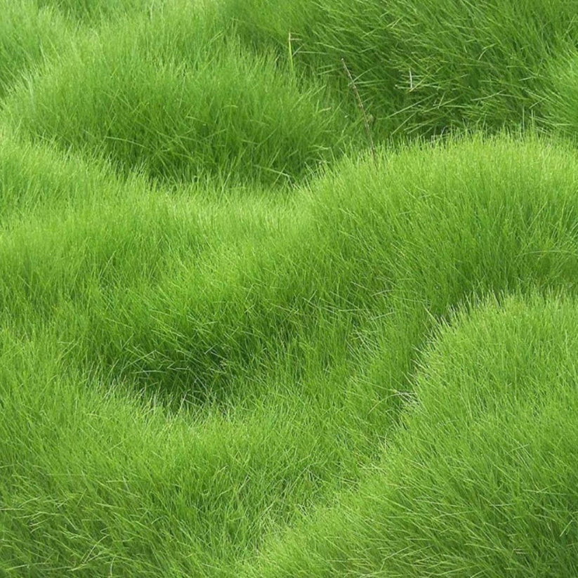 Evergreen Grass Seeds