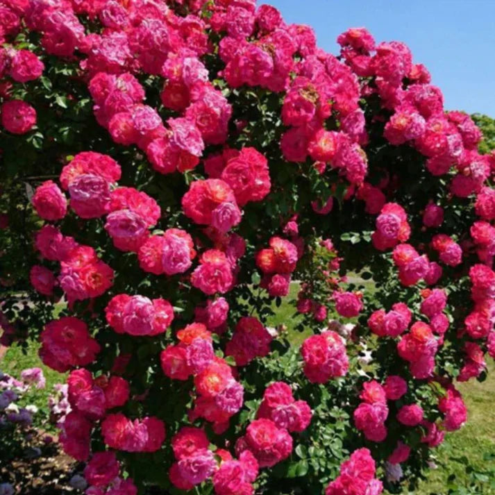 Rare Colour Climbing Rose Seeds