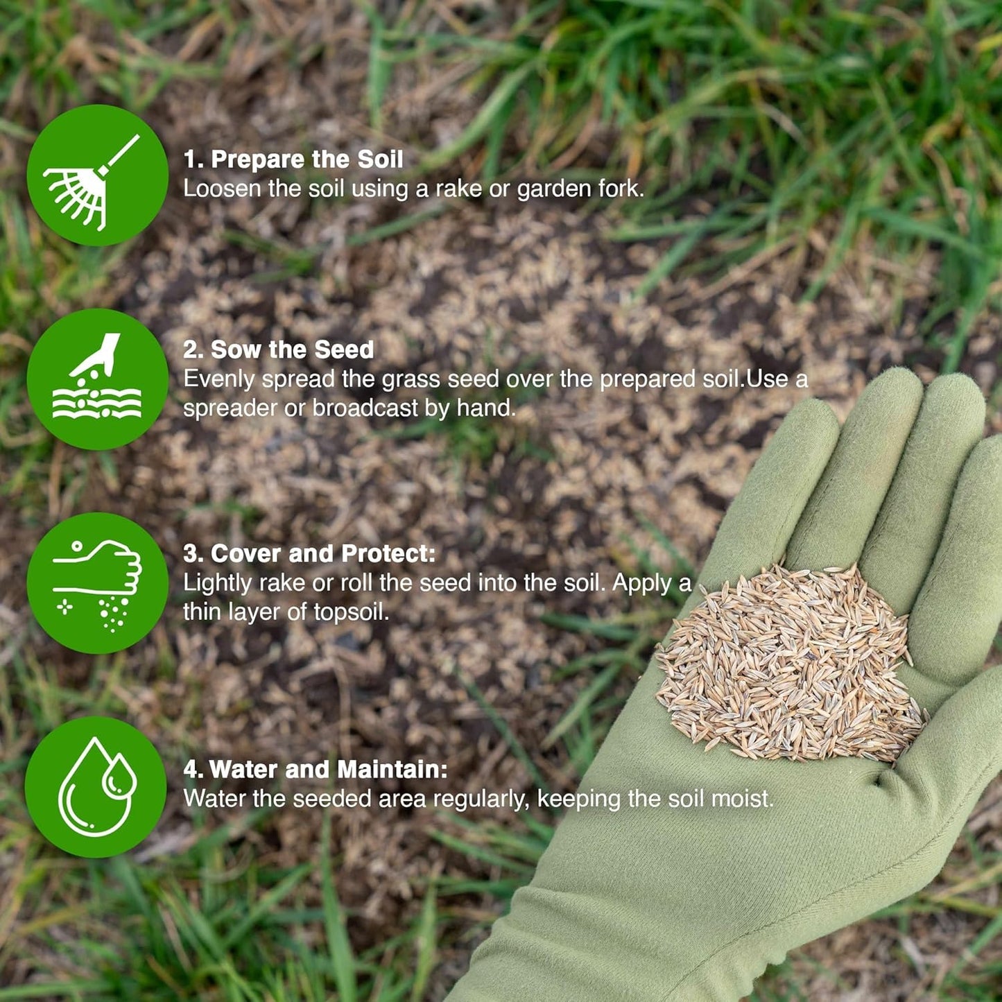 Evergreen Grass Seeds