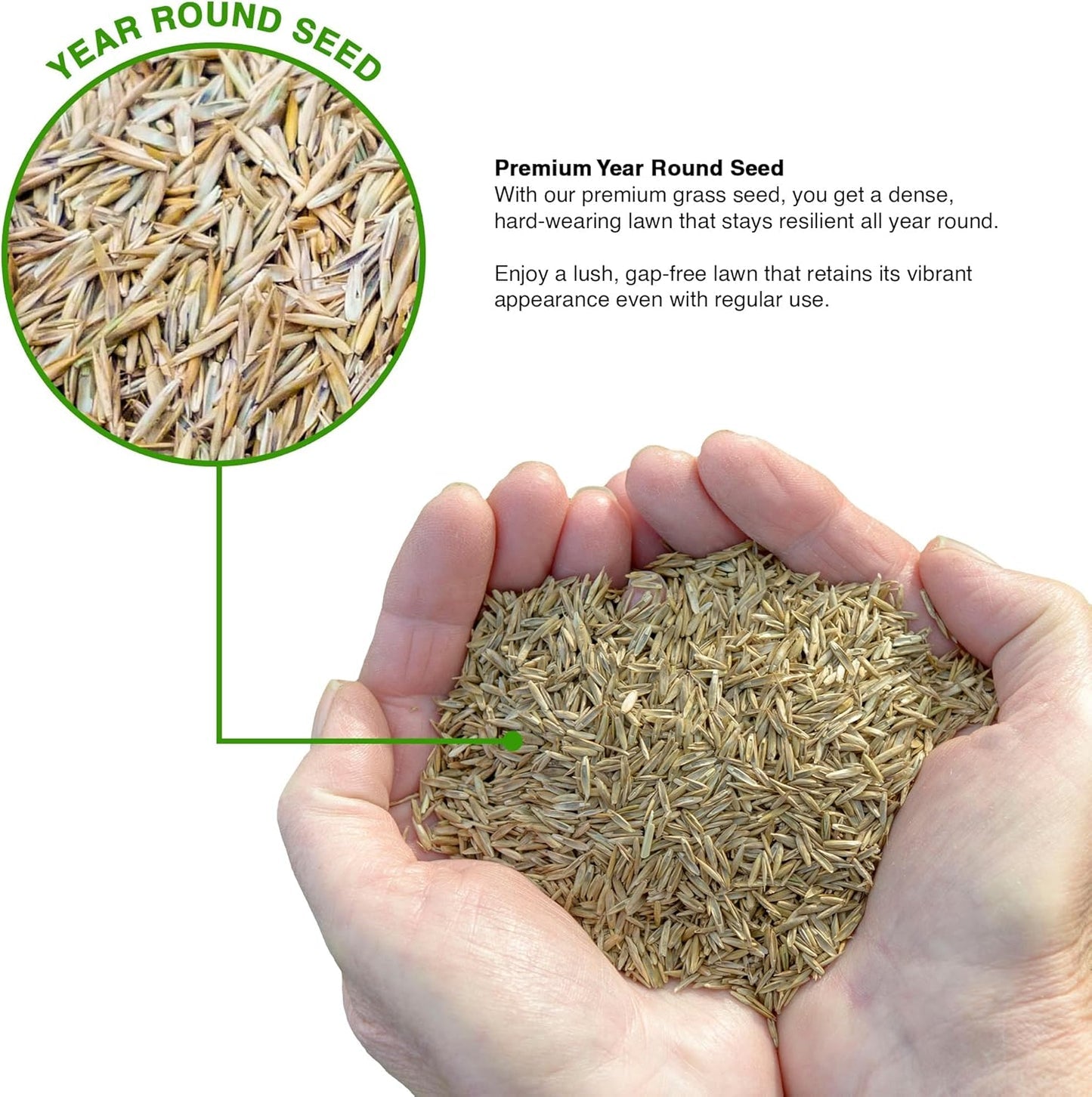 Evergreen Grass Seeds