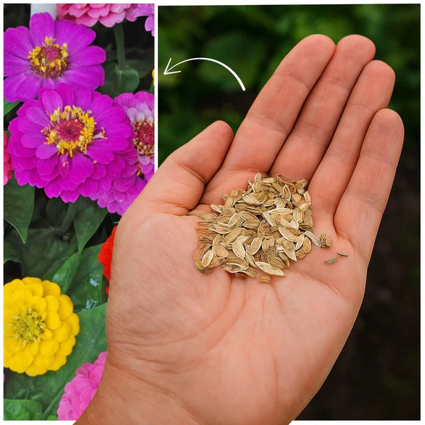 Zinnia Mix Flower Seeds with Free Plant Growth Booster