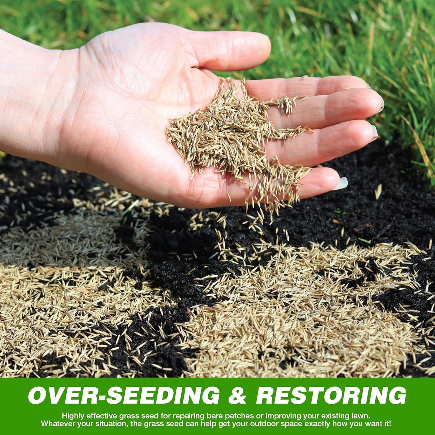 Evergreen Grass Seeds