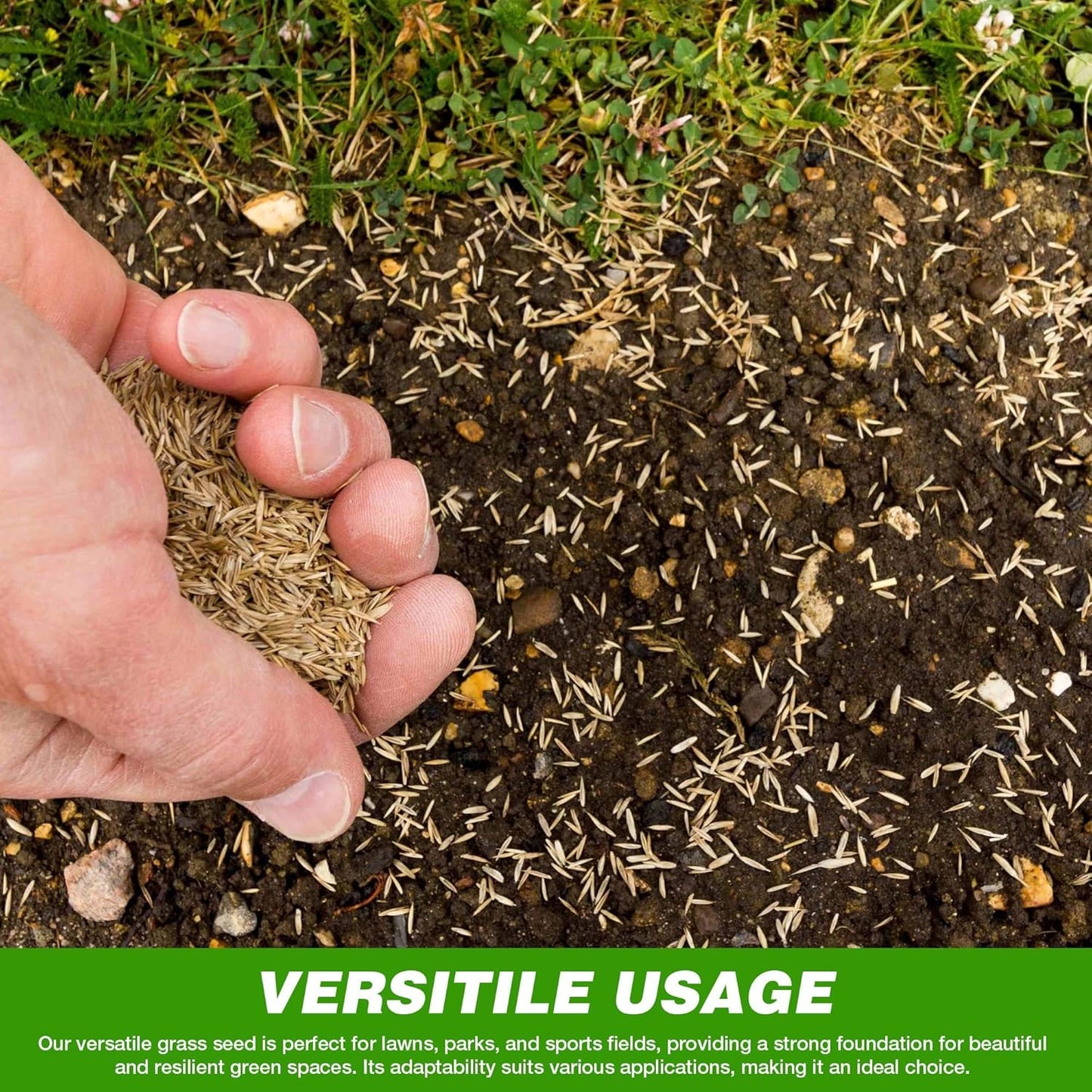 Evergreen Grass Seeds
