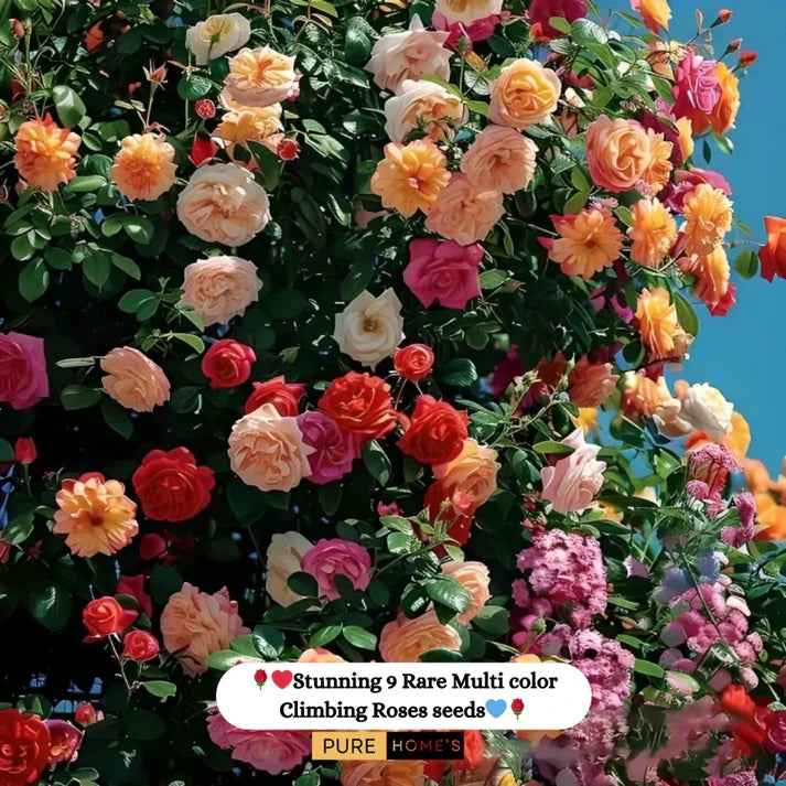 Rare Colour Climbing Rose Seeds