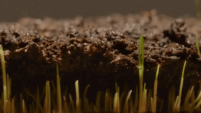 Evergreen Grass Seeds