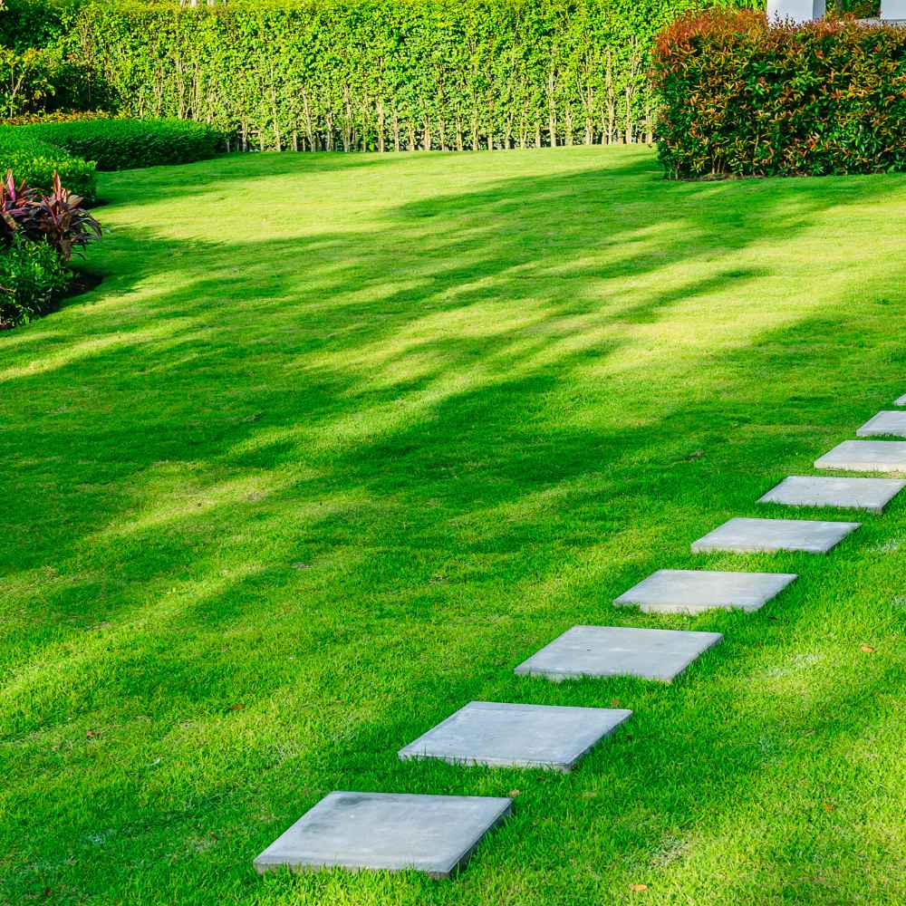 Evergreen Grass Seeds