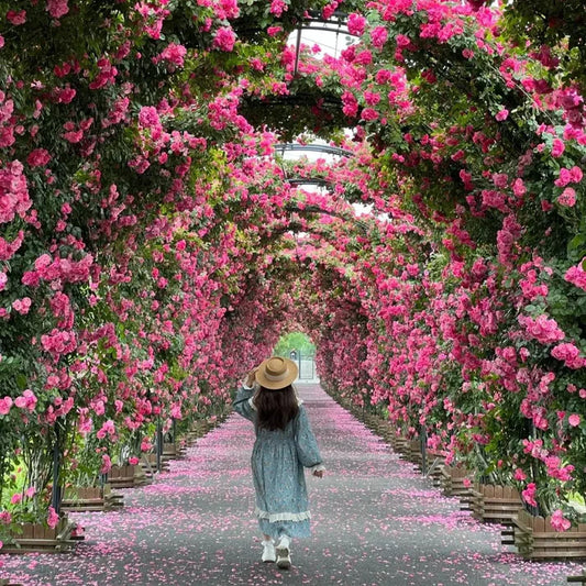 Rare Colour Climbing Rose Seeds