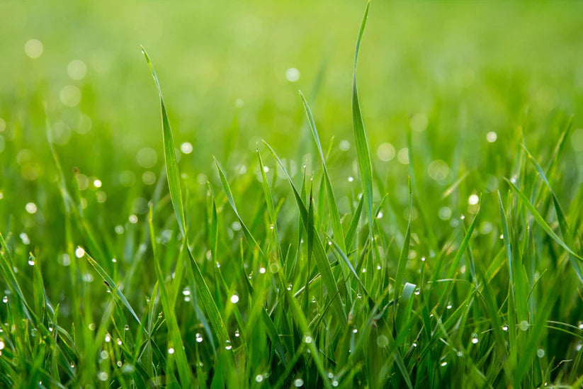 Evergreen Grass Seeds