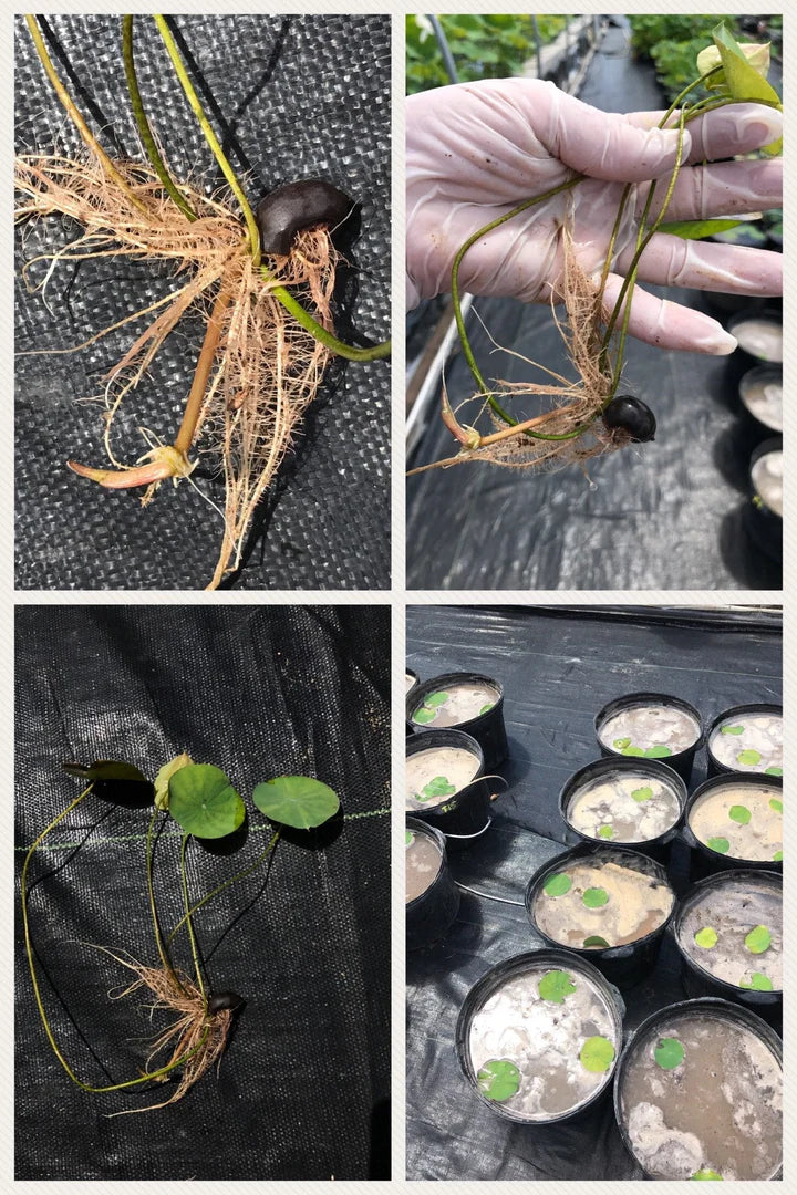 Bonsai Lotus Flower Seeds