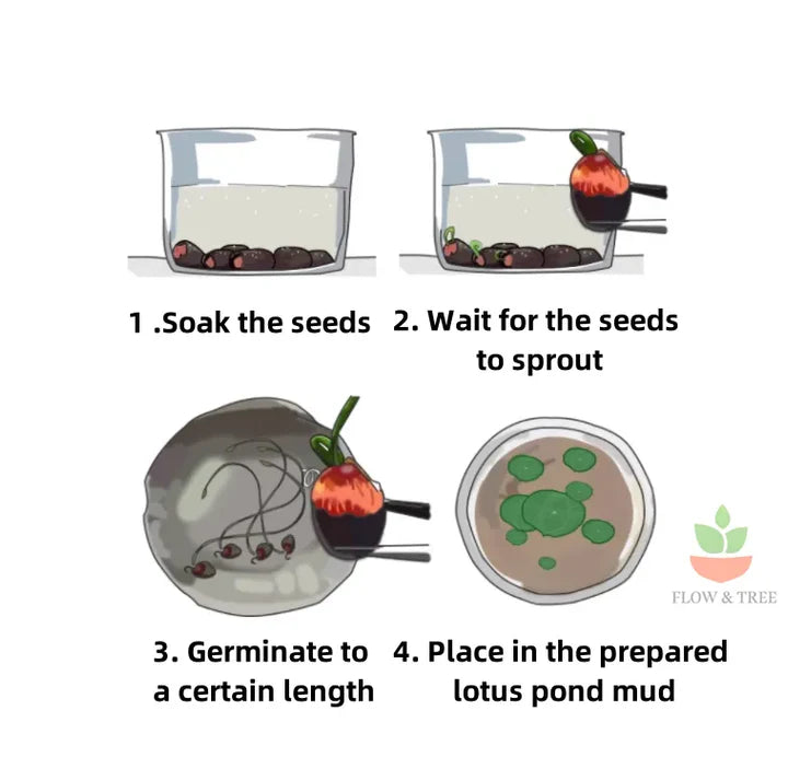 Bonsai Lotus Flower Seeds