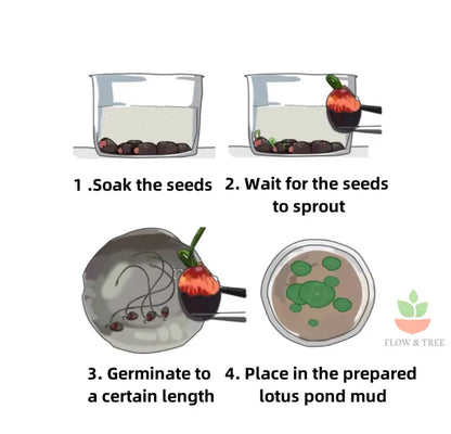 Bonsai Lotus Flower Seeds