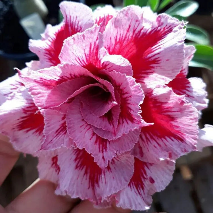 🌵🌺 DESERT ROSE BULBS 🔥 🔥 Buy 6 Get 6 Free Bulbs 🔥