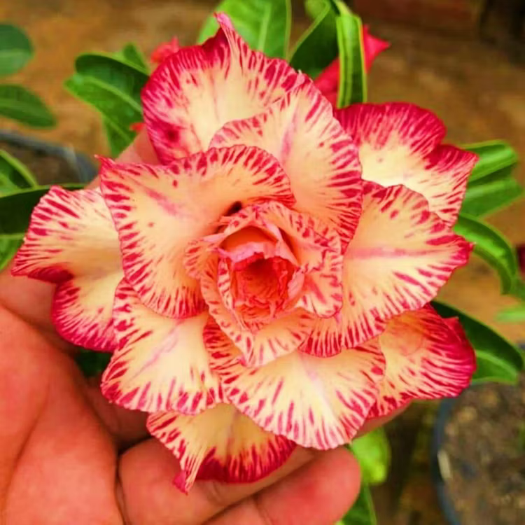 🌵🌺 DESERT ROSE BULBS 🔥 🔥 Buy 6 Get 6 Free Bulbs 🔥