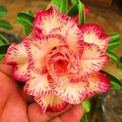 🌵🌺 DESERT ROSE BULBS 🔥 🔥 Buy 6 Get 6 Free Bulbs 🔥