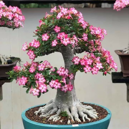 🌵🌺 DESERT ROSE BULBS 🔥 🔥 Buy 6 Get 6 Free Bulbs 🔥
