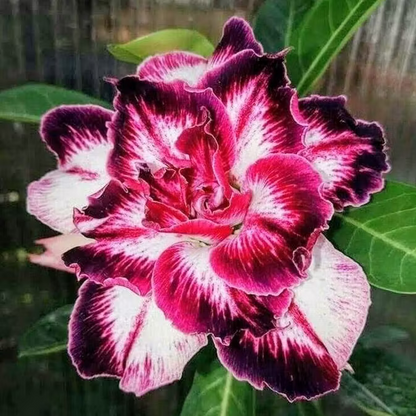 🌵🌺 DESERT ROSE BULBS 🔥 🔥 Buy 6 Get 6 Free Bulbs 🔥