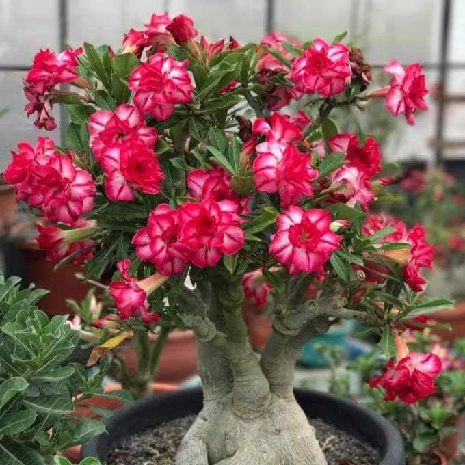 🌵🌺 DESERT ROSE BULBS 🔥 🔥 Buy 6 Get 6 Free Bulbs 🔥