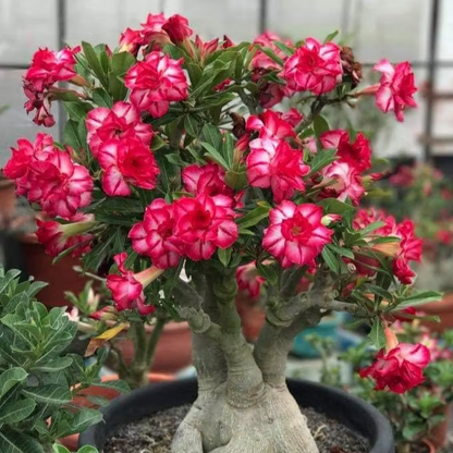🌵🌺 DESERT ROSE BULBS 🔥 🔥 Buy 6 Get 6 Free Bulbs 🔥