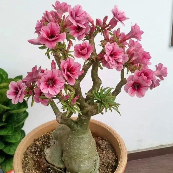 🌵🌺 DESERT ROSE BULBS 🔥 🔥 Buy 6 Get 6 Free Bulbs 🔥