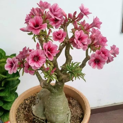 🌵🌺 DESERT ROSE BULBS 🔥 🔥 Buy 6 Get 6 Free Bulbs 🔥