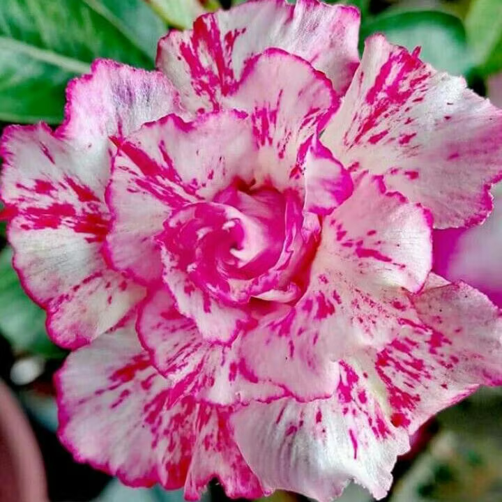 🌵🌺 DESERT ROSE BULBS 🔥 🔥 Buy 6 Get 6 Free Bulbs 🔥