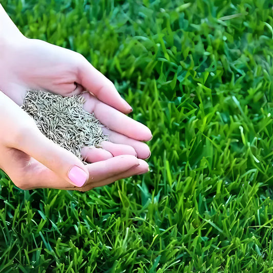 Evergreen Grass Seeds