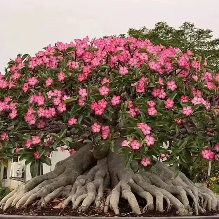 🌵🌺 DESERT ROSE BULBS 🔥 🔥 Buy 6 Get 6 Free Bulbs 🔥