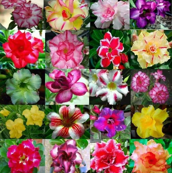 🌵🌺 DESERT ROSE BULBS 🔥 🔥 Buy 6 Get 6 Free Bulbs 🔥
