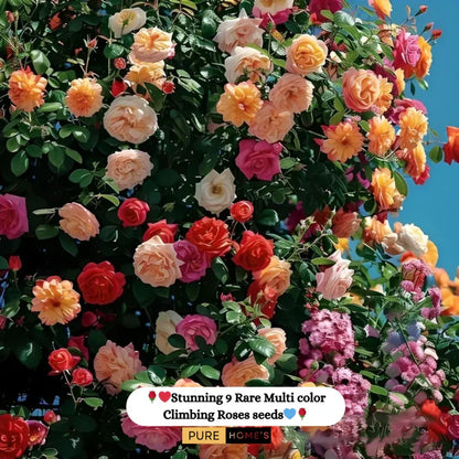 Rare Colour Climbing Rose Seeds