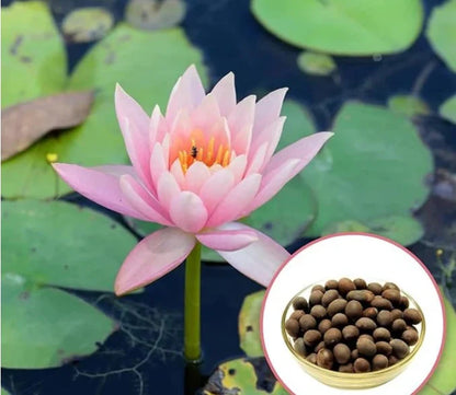Bonsai Lotus Flower Seeds
