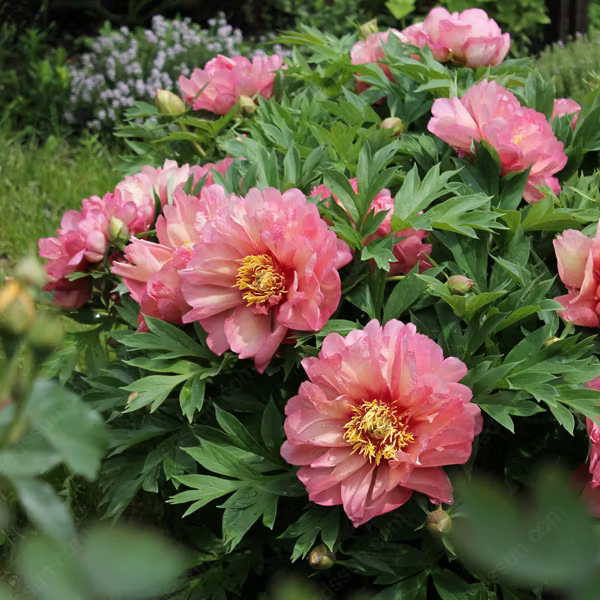 🌵🌺 DESERT ROSE BULBS 🔥 🔥 Buy 6 Get 6 Free Bulbs 🔥