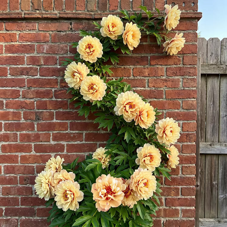 🌵🌺 DESERT ROSE BULBS 🔥 🔥 Buy 6 Get 6 Free Bulbs 🔥