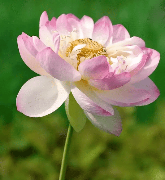 Bonsai Lotus Flower Seeds