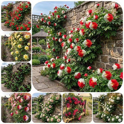 🌸 Rare Climbing Peony Bulbs 🪴 Big Full Blooms, Cold Hardy Perennial, Easy to Grow Garden Favorite 🔥 Buy 6 Get 6 Free Bulbs 🔥