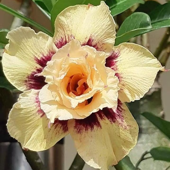 🌵🌺 DESERT ROSE BULBS 🔥 🔥 Buy 6 Get 6 Free Bulbs 🔥