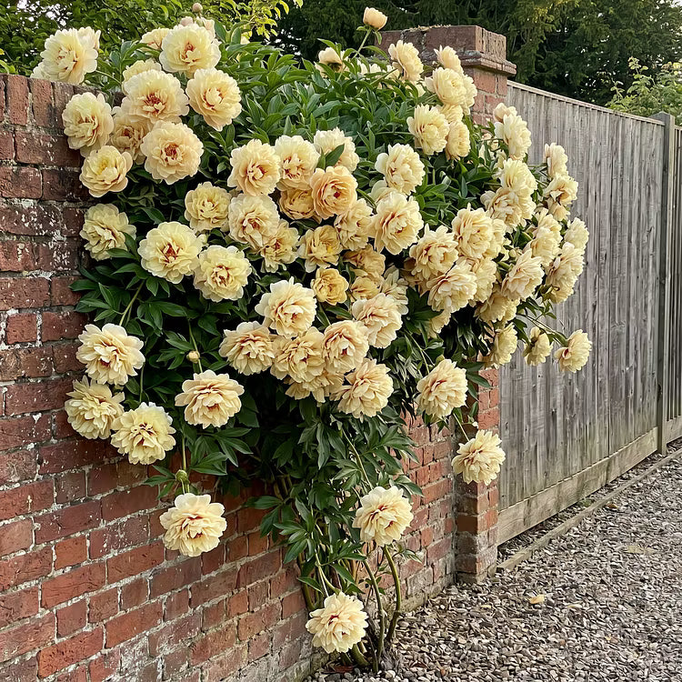 🌸 Rare Climbing Peony Bulbs 🪴 Big Full Blooms, Cold Hardy Perennial, Easy to Grow Garden Favorite 🔥 Buy 6 Get 6 Free Bulbs 🔥