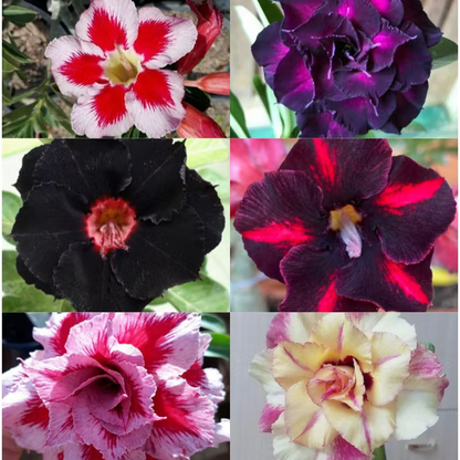 🌵🌺 DESERT ROSE BULBS 🔥 🔥 Buy 6 Get 6 Free Bulbs 🔥