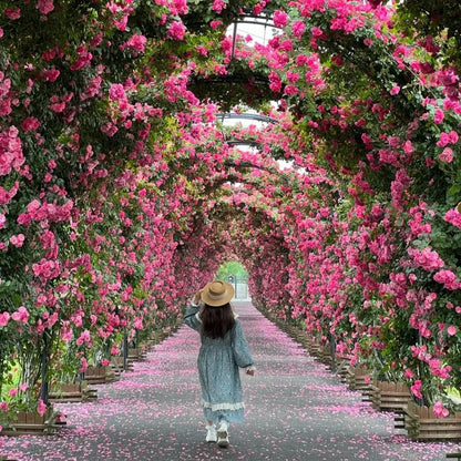 Rare Colour Climbing Rose Seeds